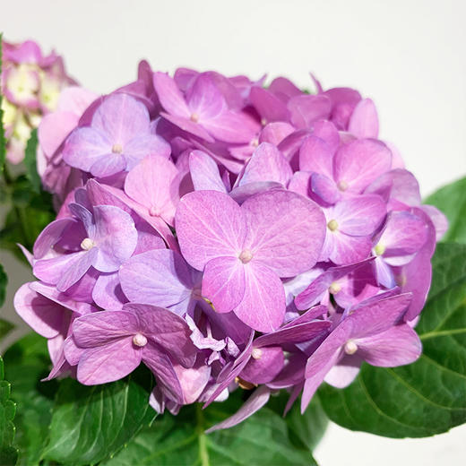 【绿植】绣球 商品图1