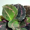【绿植】红美丽竹芋 商品缩略图1