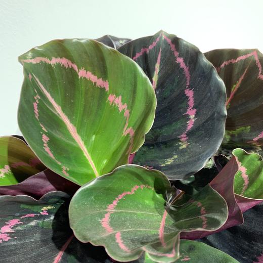 【绿植】红美丽竹芋 商品图1