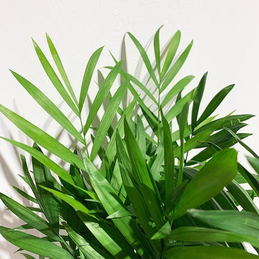 【绿植】袖珍椰子 商品图1