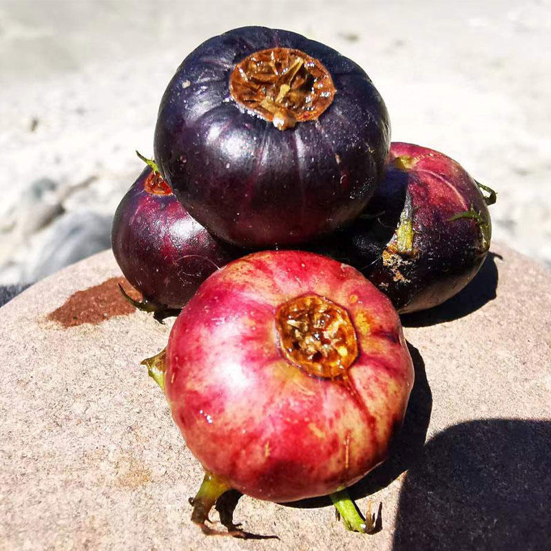 云南丽江 红果参