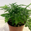 【绿植】狼尾蕨 商品缩略图1