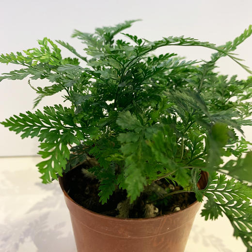 【绿植】狼尾蕨 商品图1