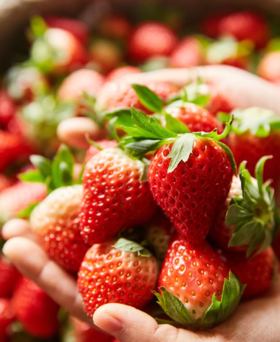 【2025年草莓】香甜纯净  有机草莓  安全自然之味  年头的红鹤