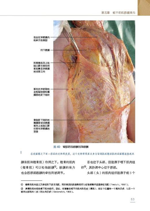 Stecco筋膜手法治疗肌肉骨骼疼痛（第2版） 商品图4