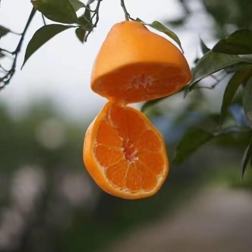 排单发货 不接急单【下单立减10元】蒲江春见耙耙柑高山果      5/8斤装   （酸甜口感  介意慎拍） 商品图13