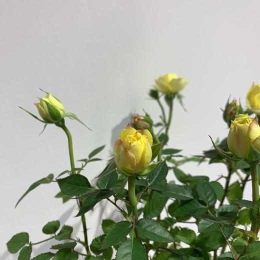 【绿植】玫瑰 商品图5