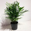 【绿植】袖珍椰子 商品缩略图0