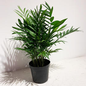 【绿植】袖珍椰子