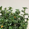 【绿植】金鱼花 商品缩略图1