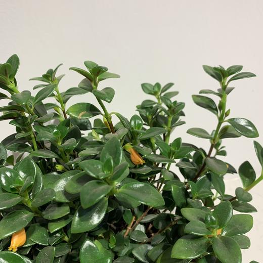 【绿植】金鱼花 商品图1