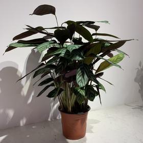 【绿植】飞羽竹芋