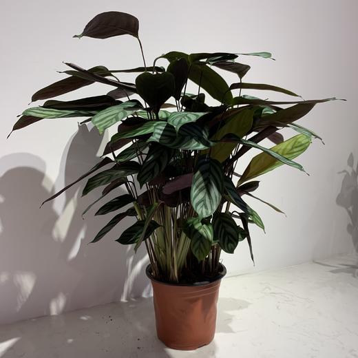 【绿植】飞羽竹芋 商品图0