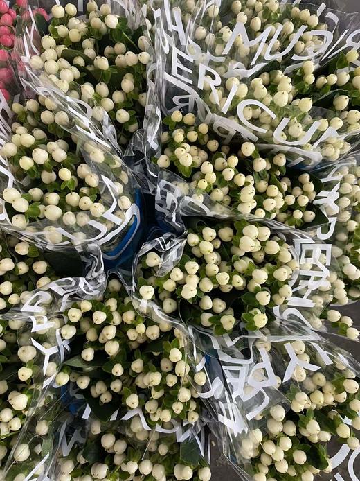 【荷兰】进口火龙珠  多色可选  约10枝/扎 商品图11