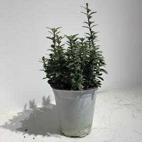 【绿植】金边黄杨