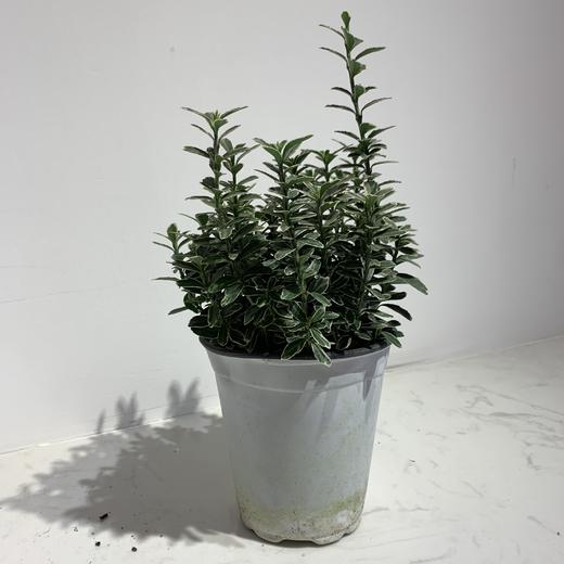 【绿植】金边黄杨 商品图0