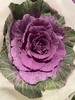 叶牡丹——紫 单枝 商品缩略图1