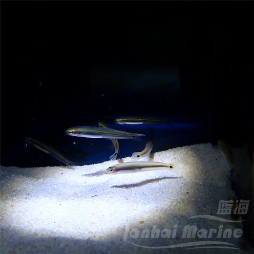 舌塘鳢-群游 商品图5