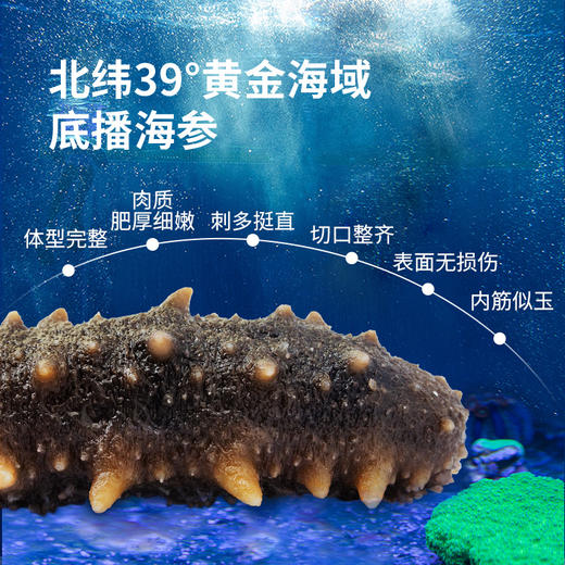 宜样 | 冷蒸海参即食海参500g（8只装）（分仓发货代发） 商品图3