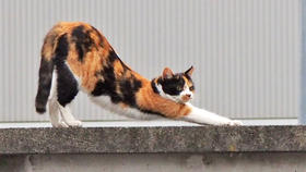 我要......我要ta趴在我的背上唱「征服」！