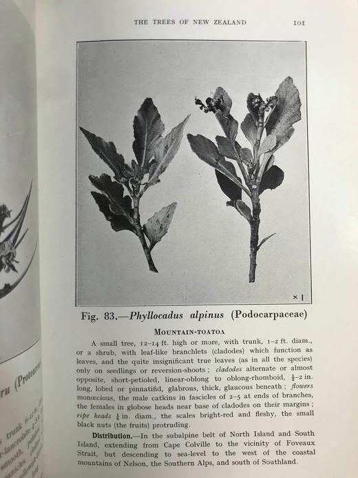 新西兰树木图鉴 126幅插图 精装32开 商品图10
