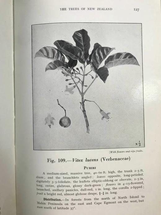 新西兰树木图鉴 126幅插图 精装32开 商品图3