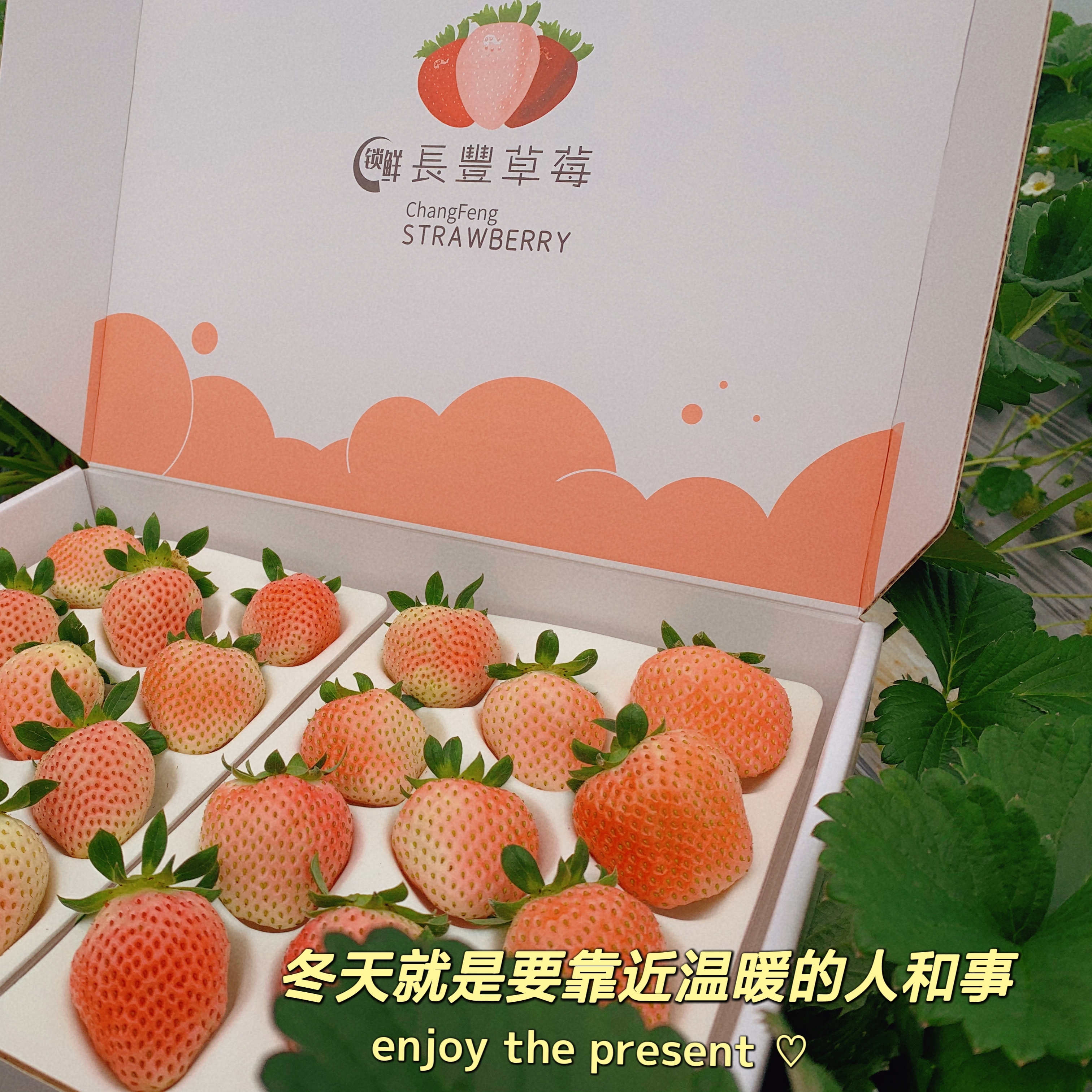 粉玉草莓 一款颜值与实力担当的草莓