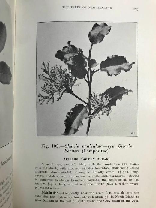 新西兰树木图鉴 126幅插图 精装32开 商品图6