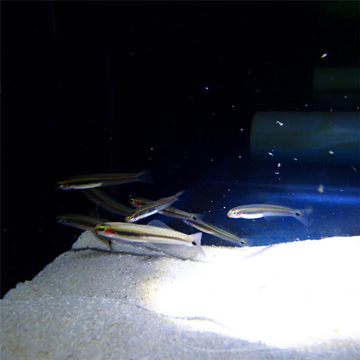 舌塘鳢-群游 商品图4