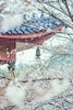 3.24确定出发【樱绽江南】鼋头渚日夜樱•樱花大道•水乡庭院6天摄影团<特惠采风团> 商品缩略图13