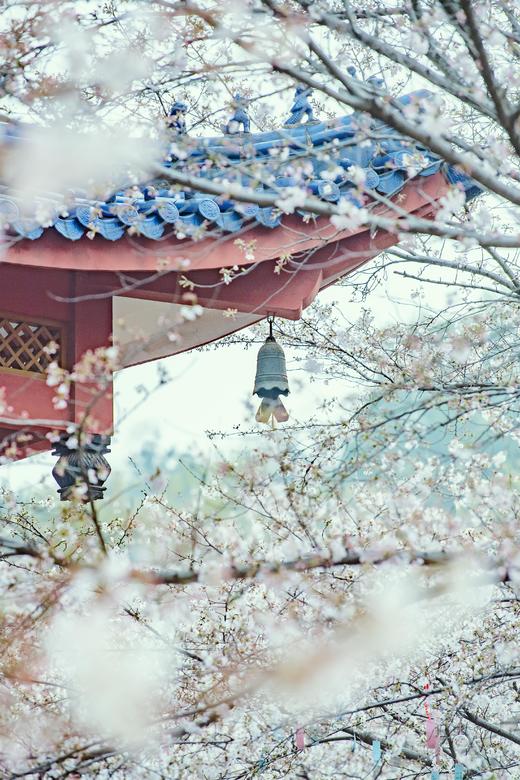 3.24确定出发【樱绽江南】鼋头渚日夜樱•樱花大道•水乡庭院6天摄影团<特惠采风团> 商品图13