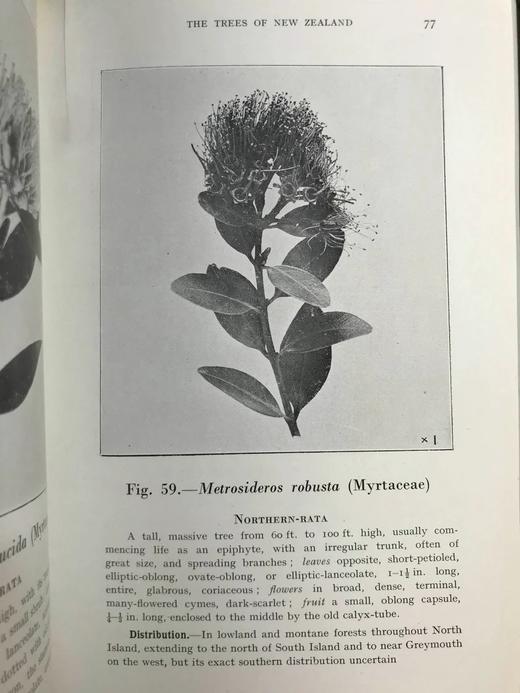 新西兰树木图鉴 126幅插图 精装32开 商品图13