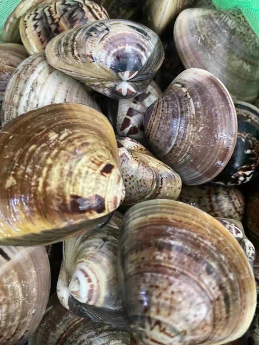 本地青蛾 商品图0