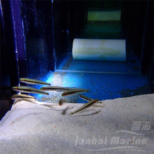 舌塘鳢-群游 商品图2