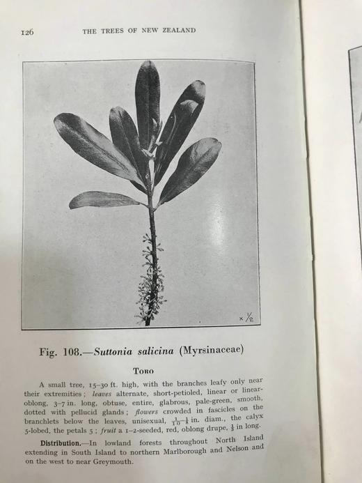 新西兰树木图鉴 126幅插图 精装32开 商品图4