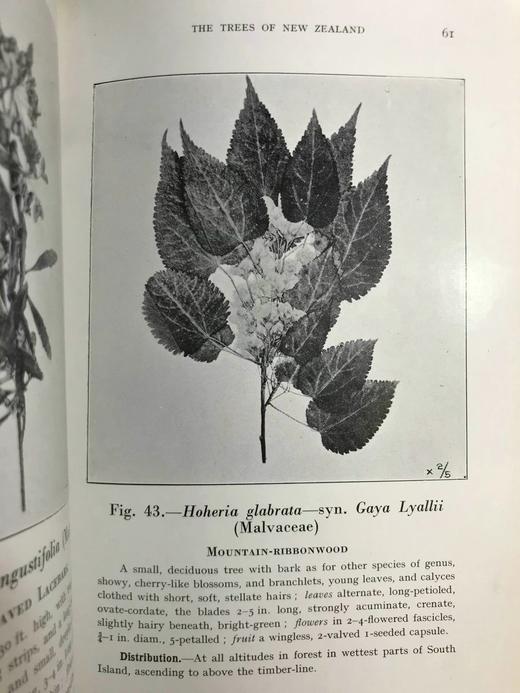 新西兰树木图鉴 126幅插图 精装32开 商品图14