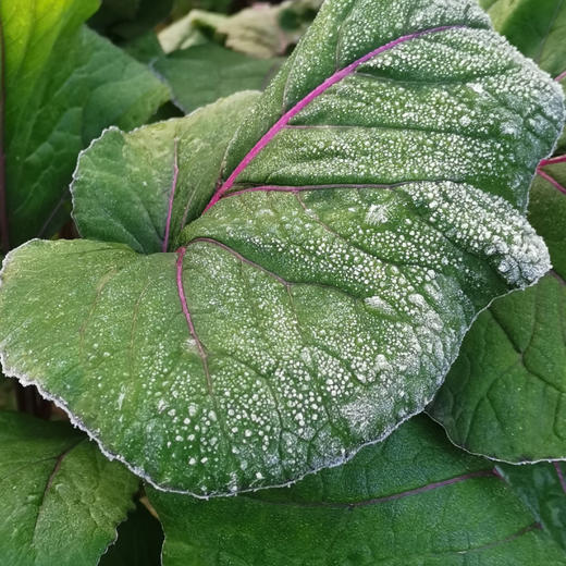 【下单即送白花菜2斤】湖南邵阳 生态自种 红菜苔 紫菜苔 3斤/5斤 商品图1