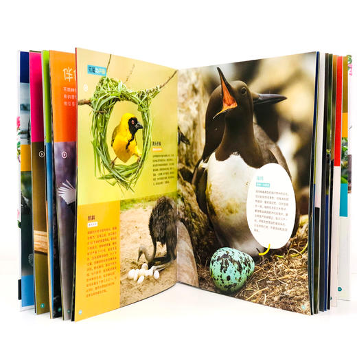 【可点读】海陆空巨幕图鉴·法国国宝级动物百科（野生鸟类+海洋动物+野生动物）国家地理认证专业审校（含500个视频） 商品图7