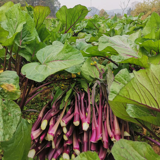 【下单即送白花菜2斤】湖南邵阳 生态自种 红菜苔 紫菜苔 3斤/5斤 商品图0