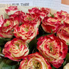 国产玫瑰-杰克苹果-20支 商品缩略图1