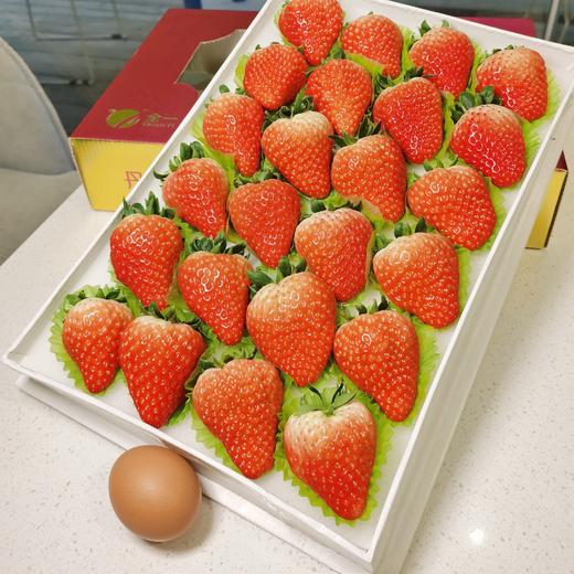 来自丹东的牛奶草莓-爆甜多汁，草莓味超浓！（一盒约1.8-2斤） 商品图2