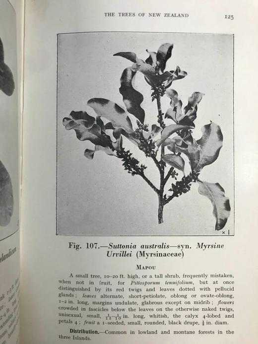 新西兰树木图鉴 126幅插图 精装32开 商品图5