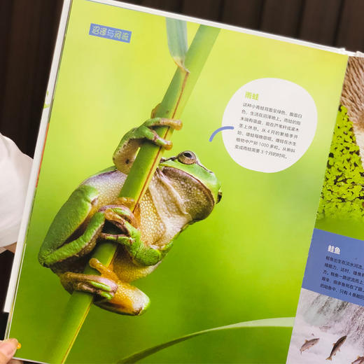 【可点读】海陆空巨幕图鉴·法国国宝级动物百科（野生鸟类+海洋动物+野生动物）国家地理认证专业审校（含500个视频） 商品图5