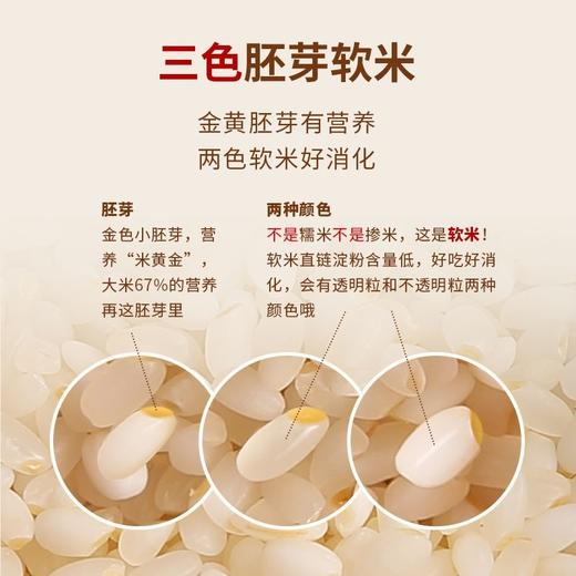 沈农吕文彦教授团队育种软胚芽米5kg/10斤 真空大米 彦粳软玉1号粳米营养粥米 胚芽软米 商品图2