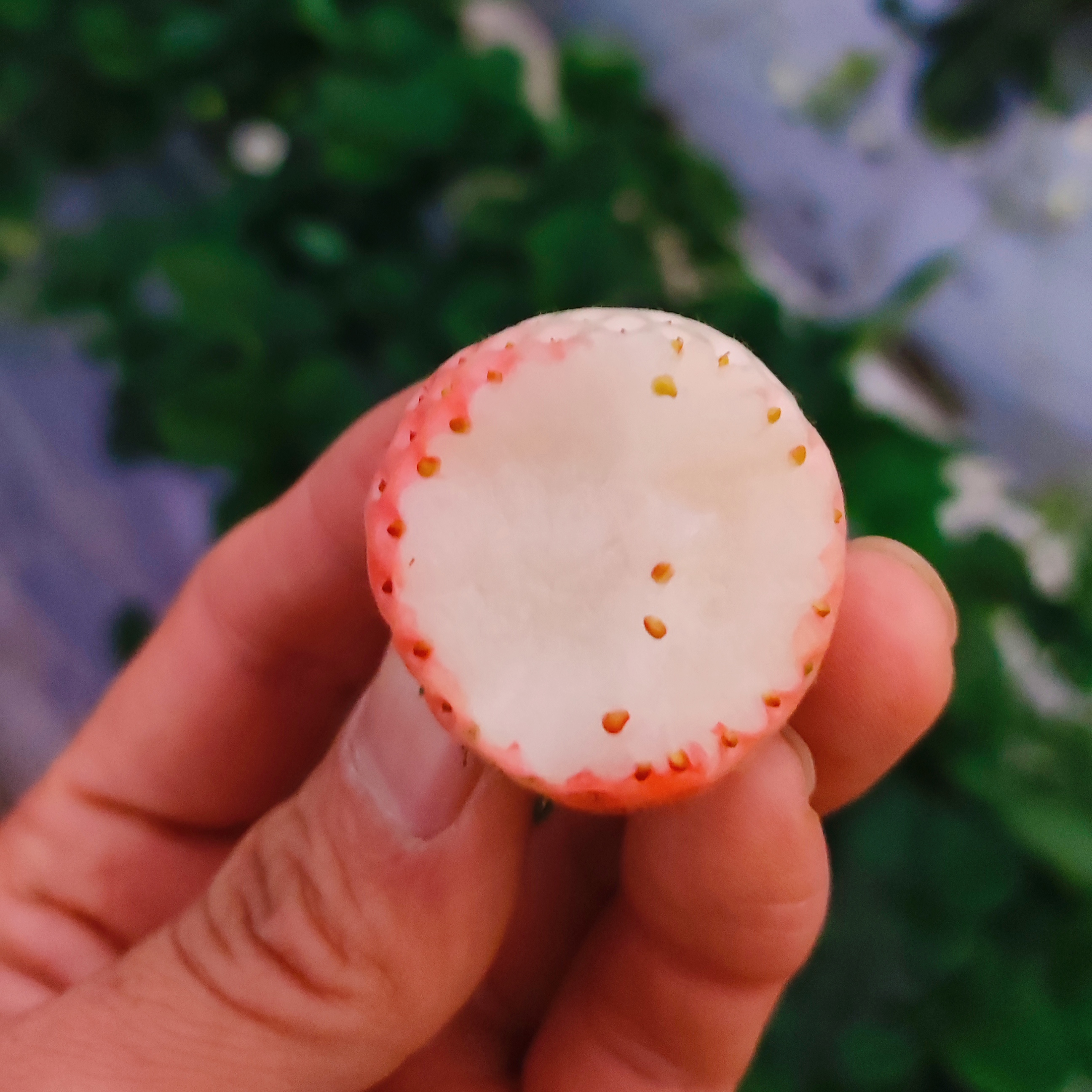 粉玉草莓 一款颜值与实力担当的草莓