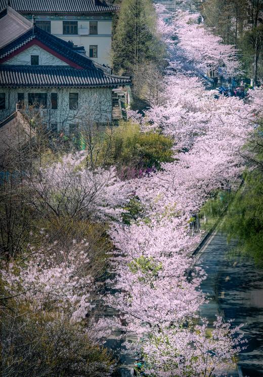 3.24确定出发【樱绽江南】鼋头渚日夜樱•樱花大道•水乡庭院6天摄影团<特惠采风团> 商品图14