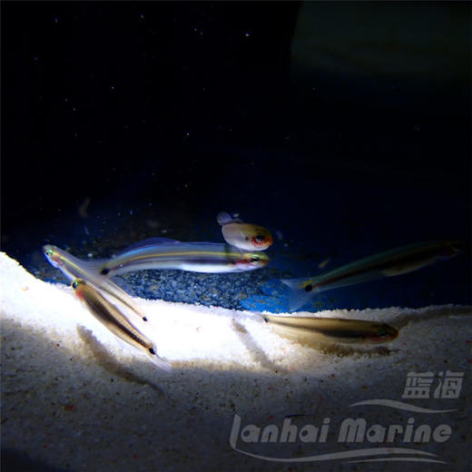 舌塘鳢-群游 商品图3