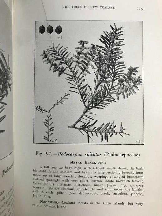 新西兰树木图鉴 126幅插图 精装32开 商品图8