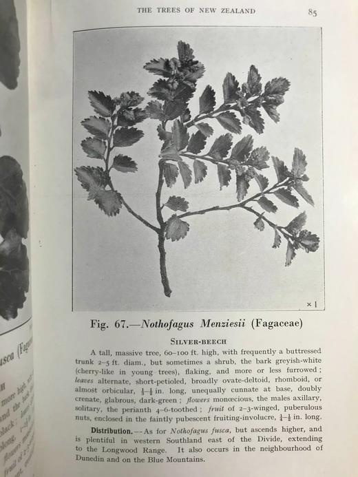 新西兰树木图鉴 126幅插图 精装32开 商品图12