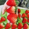 [2022年]来自丹东的牛奶草莓-爆甜多汁，草莓味超浓！（一盒约1.8-2斤） 商品缩略图1